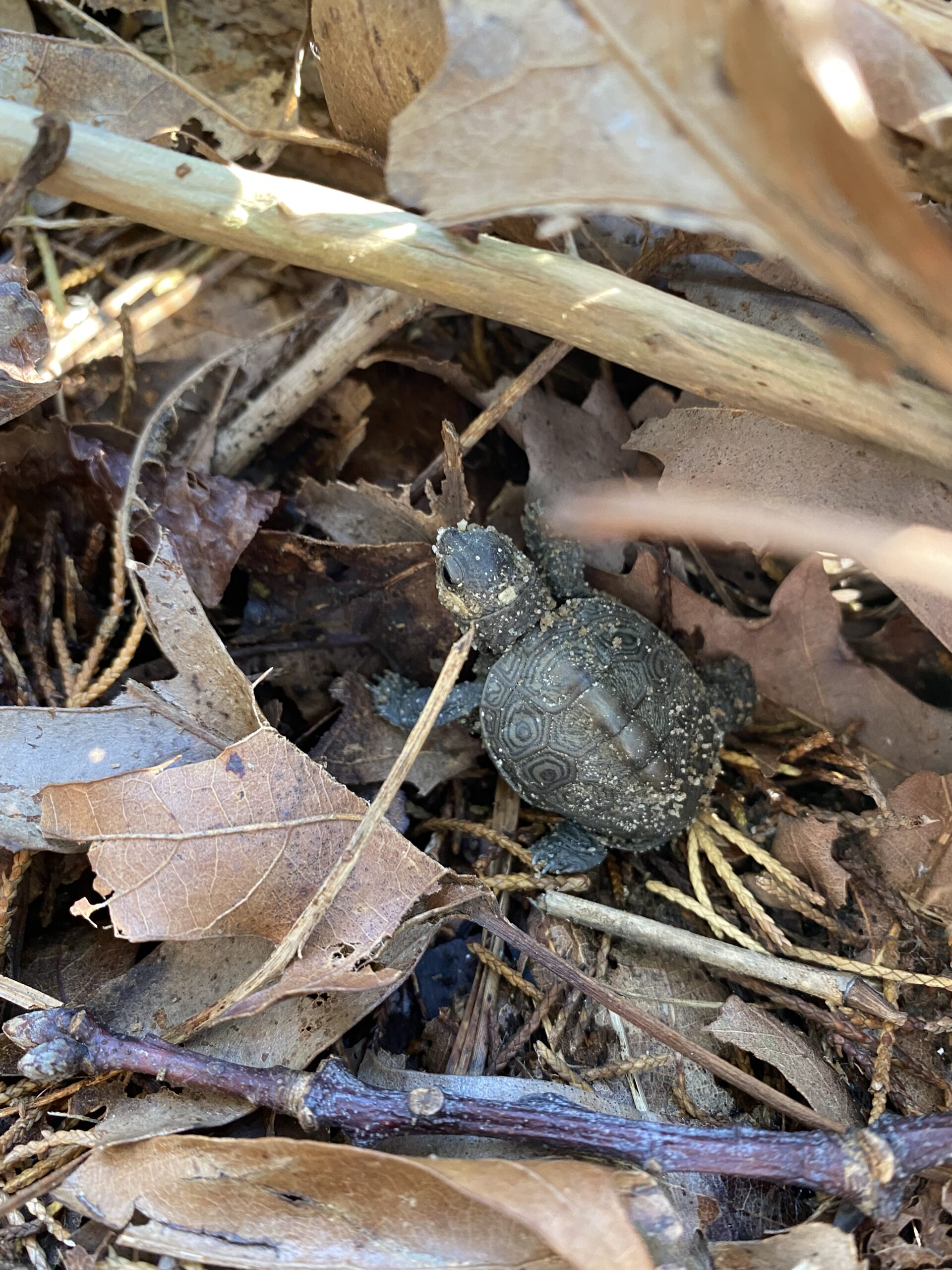 Diamondback Terrapin Protection Program - Orenda Wildlife Land Trust