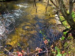 Quashnet River Sanctuary - 3