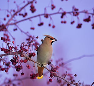 Waxwing perched on a branch of fruit tree